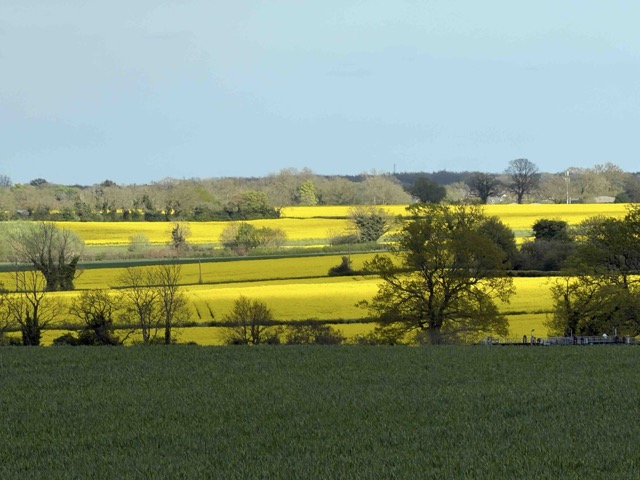 Green & Yellow Fields Logo